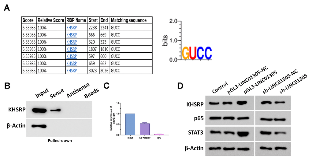 LINC01305 interacts with KHSRP in CC. (A) Prediction of RNA-binding proteins (RBPs) of LINC01305. (B) RNA pull-down for interaction between LINC01305 and KHSRP. (C) RNA immunoprecipitation assay. (D) Protein expressions of p65, p50, and STAT3 in C-33A cells with overexpression or silencing of LINC01305. * P P P 