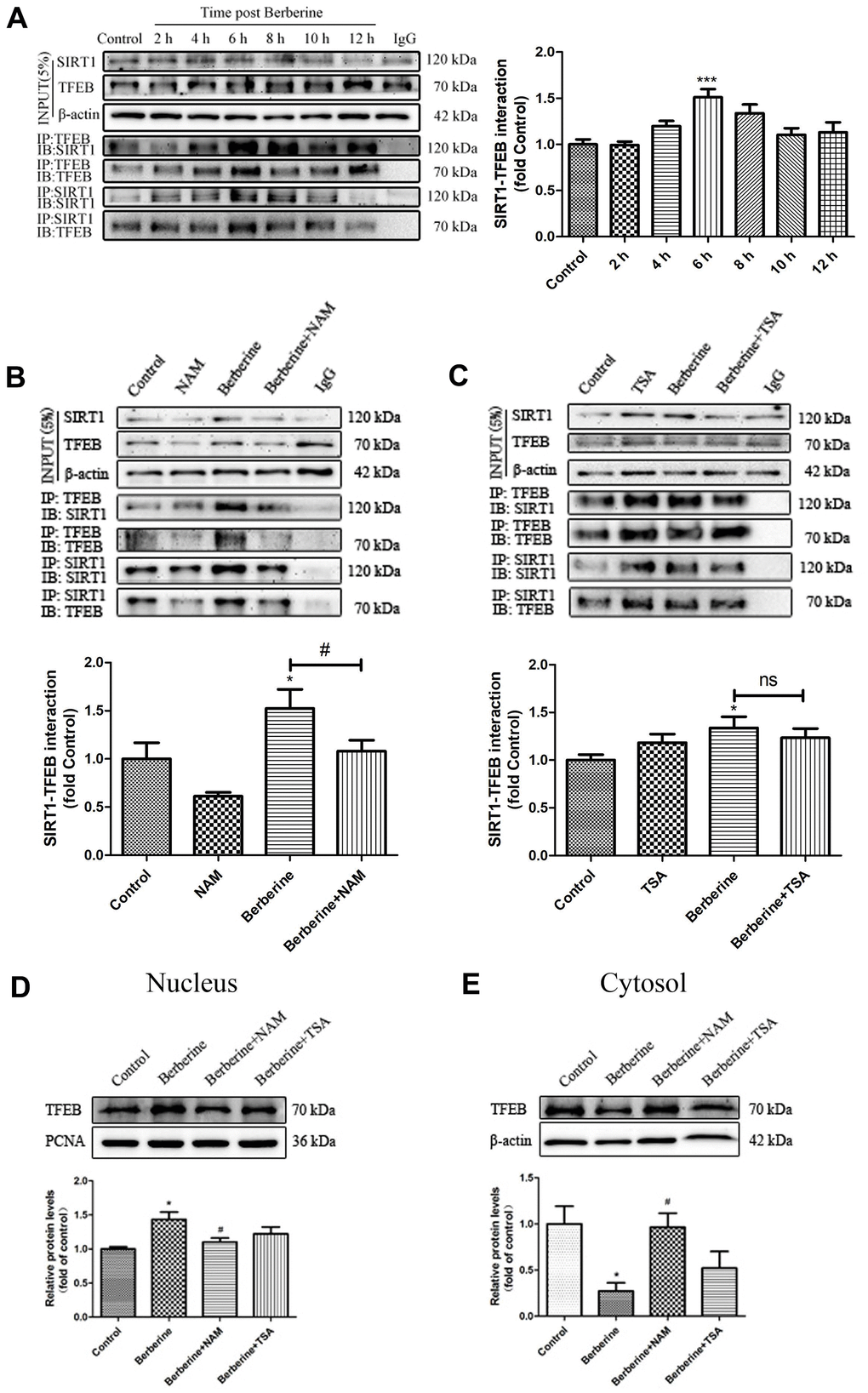 Berberine promotes the formation of SIRT1/TFEB complex. (A) Changes in the expression of SIRT1/TFEB complex in peritoneal macrophages at different incubation time points after treatment with 100 μmol/L berberine. Data was analyzed by one-way ANOVA with Tukey HSD post-hoc test (vs. Control group). (B) The effect of NAM on SIRT1/TFEB complex expression after treatment with 100 μmol/L berberine for 6 h. Data was analyzed by one-way ANOVA with Tukey HSD post-hoc test (vs. Control group). Analysis of variance and Student-Newman-Keuls post hoc tests were used to compare two group (vs. berberine group). (C) The effect of TSA on SIRT1/TFEB complex after treatment with 100 μmol/L berberine for 6h. Data was analyzed by one-way ANOVA with Tukey HSD post-hoc test (vs. Control group). Analysis of variance and Student-Newman-Keuls post hoc tests were used to compare two group (vs. berberine group). (D, E) The effects of NAM and TSA on TFEB translocation in peritoneal macrophages at 6 h after treatment with 100 μmol/L berberine. Data was analyzed by one-way ANOVA with Tukey HSD post-hoc test (vs. Control group). Analysis of variance and Student-Newman-Keuls post hoc tests were used to compare two group (vs. berberine group). All values are expressed as mean ± SD (error bars) of three independent experiments. n = 3; *p #p 