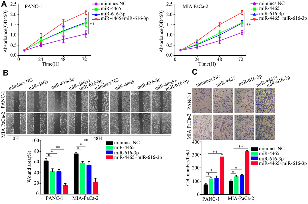 miR-4465 and miR-616-3p overexpression enhances PC cell proliferation, migration, and invasion. PANC-1 and MIA PaCa-2 were transfected with miR-4465, miR-616-3p, or negative control (NC) mimics. (A) CCK-8 proliferation assay results. (B) Wound-healing migration assay results. (C) Transwell invasion assay results. *P