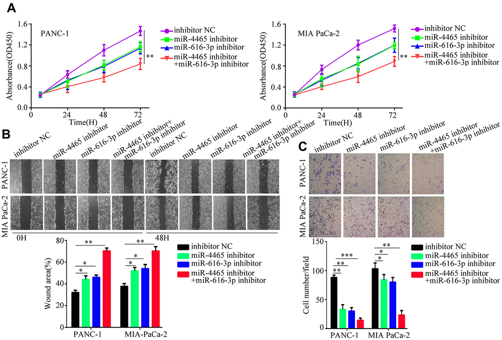 MiR-4465/miR-616-3p inhibition abrogates PSC exosome-induced proliferation, migration, and invasion of PC cells. PANC-1 and MIA PaCa-2 cells were transfected with inhibitors of miR-4465 and/or miR-616-3p, or with the corresponding negative controls (NC), prior to treatment with hypoxic PSC-derived exosomes. (A) Results of CCK-8 proliferation assays. (B) Results of wound-healing migration assays. (C) Results of Transwell invasion assays. *P