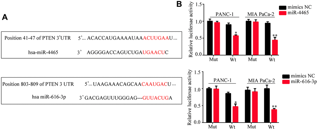 PTEN is a target of miR-4465 and miR-616-3p. (A) Identification of PTEN as a miR-4465 and miR-616-3p target by TargetScan. (B) Dual-luciferase reporter assay results indicating interaction between both miR-4465 and miR-616-3p and the WT 3’UTR of PTEN.