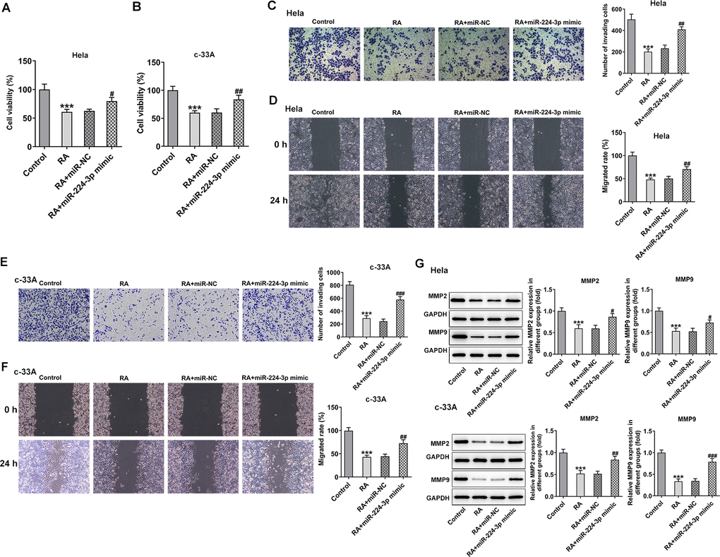Overexpression of miR-224-3p reverses the inhibitory effect of RA on CC cell invasion and migration. The proliferation of (A) Hela and (B) c-33A cells was detected by CCK-8 assay. (C) Transwell and (D) wound healing assays were respectively conducted for the detection of invasion and migration of Hela cells. (E) Transwell and (F) wound healing assays were employed to examine the invasion and migration of c-33A cells, respectively. (G) The expression of MMP-2 and MMP-9 in Hela and c-33A cells was evaluated by western blot analysis. *P#P#P#P