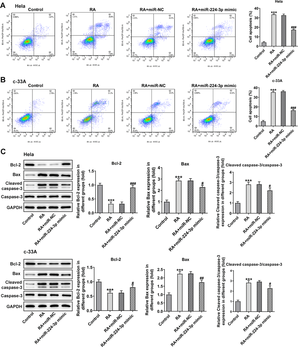 Overexpression of miR-224-3p reverses the cell apoptosis of CC cells induced by RA. Flow cytometry and was conducted for determination the apoptosis of (A) Hela and (B) c-33A cells. (C) The expression of apoptosis-related proteins in Hela and c-33A cells was assess using western blot analysis. *P#P#P#P