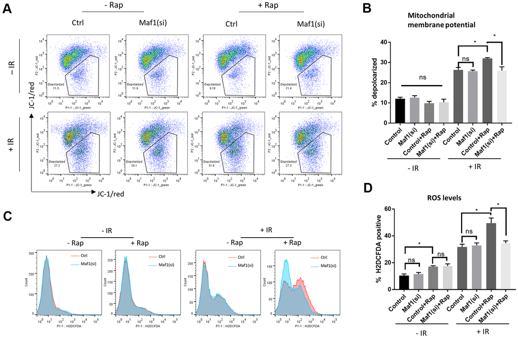 Maf1 knockdown mitigates rapamycin inhibition of mitochondrial function in response to IR in A549 cells. (A, B) Mitochondrial membrane potential was evaluated by JC-1 staining followed by flow cytometry. Representative results are shown in (A) and the quantifications of 2 biological replicates are shown in (B). (C, D) Intracellular ROS levels were detected by H2DCFCA probes, followed by flow cytometry. Representative results are shown in (C) and the quantifications of 2 biological replicates are shown in (D). For all bar graph, the error bars stand for Standard Deviation (SD) of the mean. Statistical significance was evaluated by 2-tailed, paired student’s t-test (ns, not significant, *, P