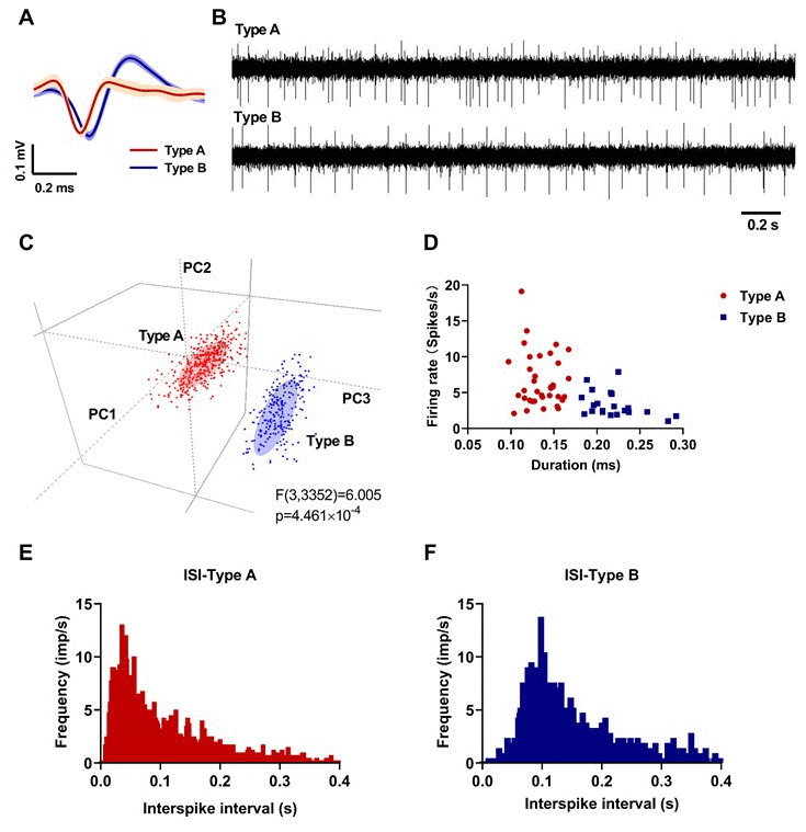 Neuronal classification results in the pedunculopontine nucleus (PPN) (red: Type A; blue: Type B). (A) Averaged waveforms of each neuronal type. (B) Representative signals of each neuronal type. (C) Principal component analysis (PCA) results in 3D view. (D) Spike duration (trough-to-peak) and firing rate of 36 Type A and 21 Type B neurones. (E) Representative inter-spike interval histogram of a Type A neurone. (F) Representative inter-spike interval histogram of a Type B neurone.