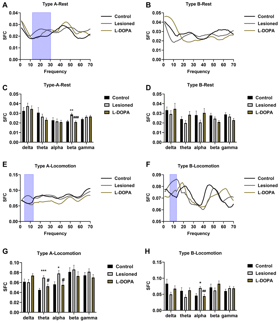 Spike-field coherence (SFC) in the pedunculopontine nucleus (PPN) and local field potential (LFP). (A) Frequency-SFC plots in resting Type A neurones. (B) Frequency-SFC plots in resting Type B neurones. (C) Statistical results of SFC obtained with resting Type A neurones. (D) Statistical results of SFC obtained with resting Type B neurones. (E) Frequency-SFC plots in Type A neurones of rats in locomotion state. (F) Frequency-SFC plots in Type B neurones of rats in locomotion state. (G) Statistical results of SFC obtained with Type A neurones of rats in locomotion state. (H) Statistical results of SFC obtained with Type B neurones of rats in locomotion state. The frequency bands with significant changes are highlighted via blue boxes. ***p 