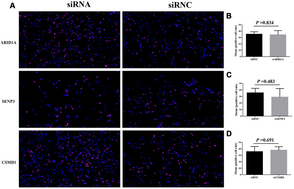 Cell proliferation after the suppression of genes, ARID1A, CSMD1, and SENP3 by siRNA. The images of EdU analysis shown in (A) were scanned, quantified, and plotted in (B–D, respectively).