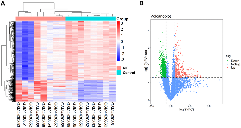 Differentially expressed circRNAs in RIF patients compared the control group. (A) Heatmap of the differentially expressed circRNAs in RIF based on GSE147442. (B) Volcano map for all circRNAs in GSE147442.