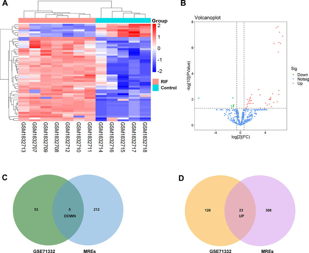 Identification of differentially expressed miRNAs. (A) Heatmap of the differentially expressed miRNAs from the GEO microarray GSE71332. (B) Volcano map for all miRNAs in GSE71332. (C, D) Overlapping between circRNA-related target miRNAs predicted by online tool and DEmiRNAs in GSE71332.