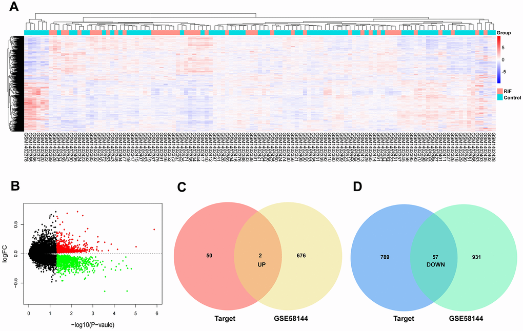 Identification of differentially expressed mRNAs. (A) Heatmap of the differentially expressed mRNAs in GSE58144. (B) Volcano map for all mRNAs in GSE58144. (C, D) Venn diagram analysis of DEmRNA-predicted targets and differentially expressed mRNAs in GEO.