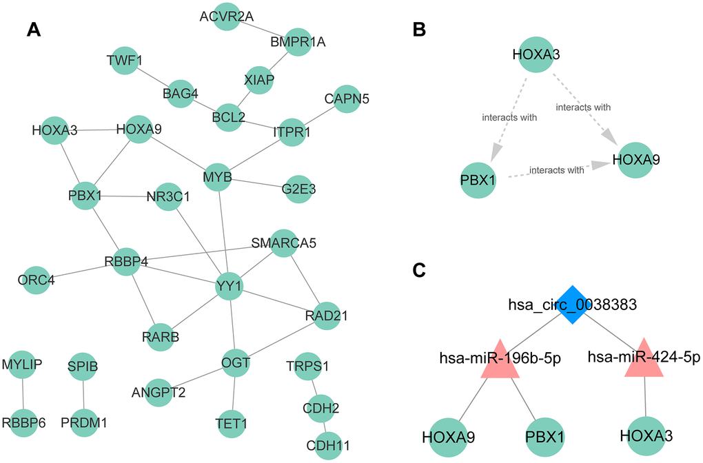 PPI network, hub genes, and circRNA–miRNA–mRNA subnetwork for hsa