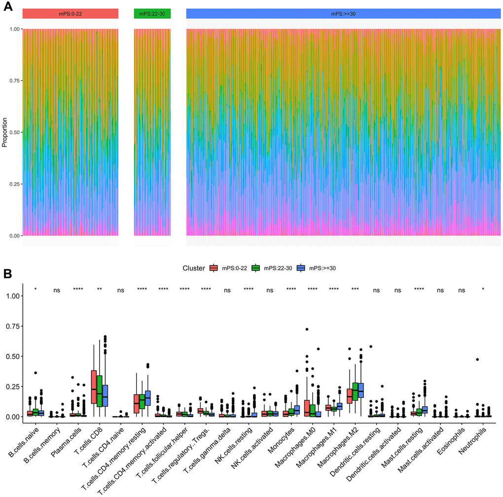 Immune subtypes in patients with ccRCC. (A) Unsupervised clustering of all samples based on immune cell proportions in low-, median- and high-mPS groups; (B) 22 types of adaptive and innate immune cells in low-, median- and high-mPS groups (ns, P>0.05; *,P