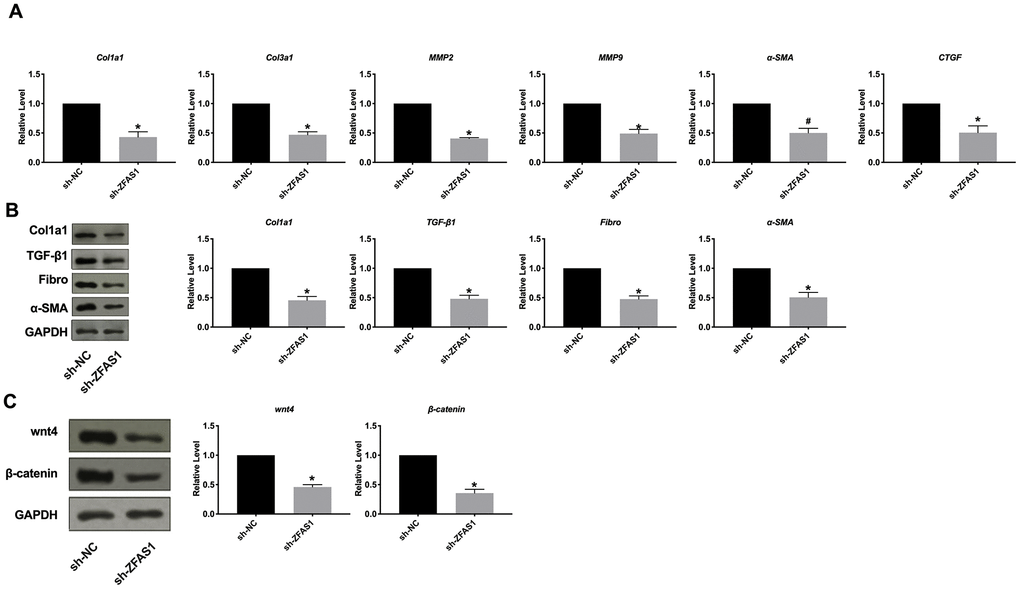 Silencing of lncRNA ZFAS1 blocked cardiac fibrosis in HCFs. (A) RT-PCR assay was performed to measure the expression of Col1a1, Col3a1, MMP2, MMP9, α-SMA, and CTGF. (B) The expression level of Col1a1, TGF-β1, Fibronectin, α-SMA were assessed in HCFs after sh-ZFAS1 transfection. (C) The effect of lncRNA ZFAS1 on the wnt4/β-catenin signal pathway. *P 