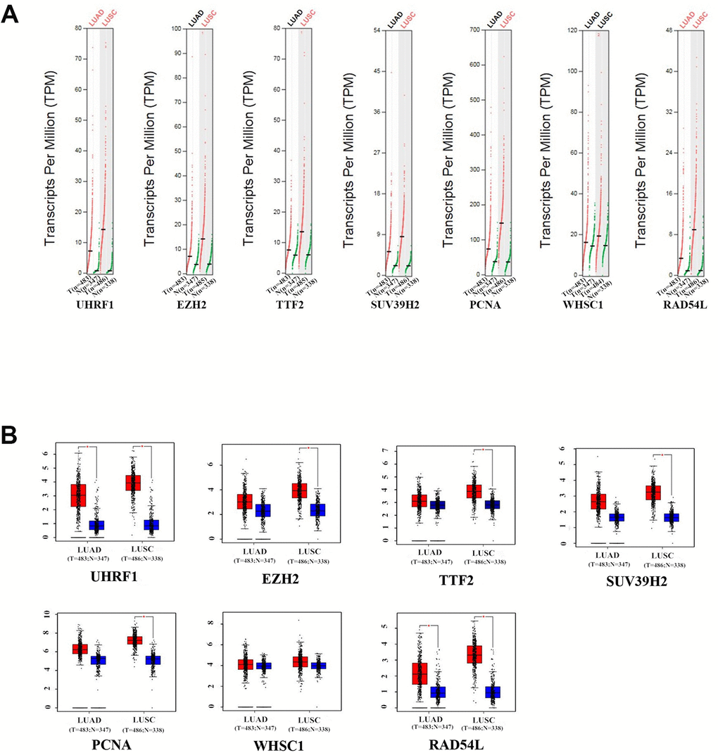 The expression levels of the seven epigenetic regulatory genes in NSCLC tissues from the GEPIA database. (A) Scatter diagram and (B) Box plots show the expression levels of the seven epigenetic regulatory genes in LUAD (Tumor:n=483;Normal:n=347) and LUSC (Tumor:n=486;Normal:n=338) tissues compared to the corresponding normal lung tissue samples.