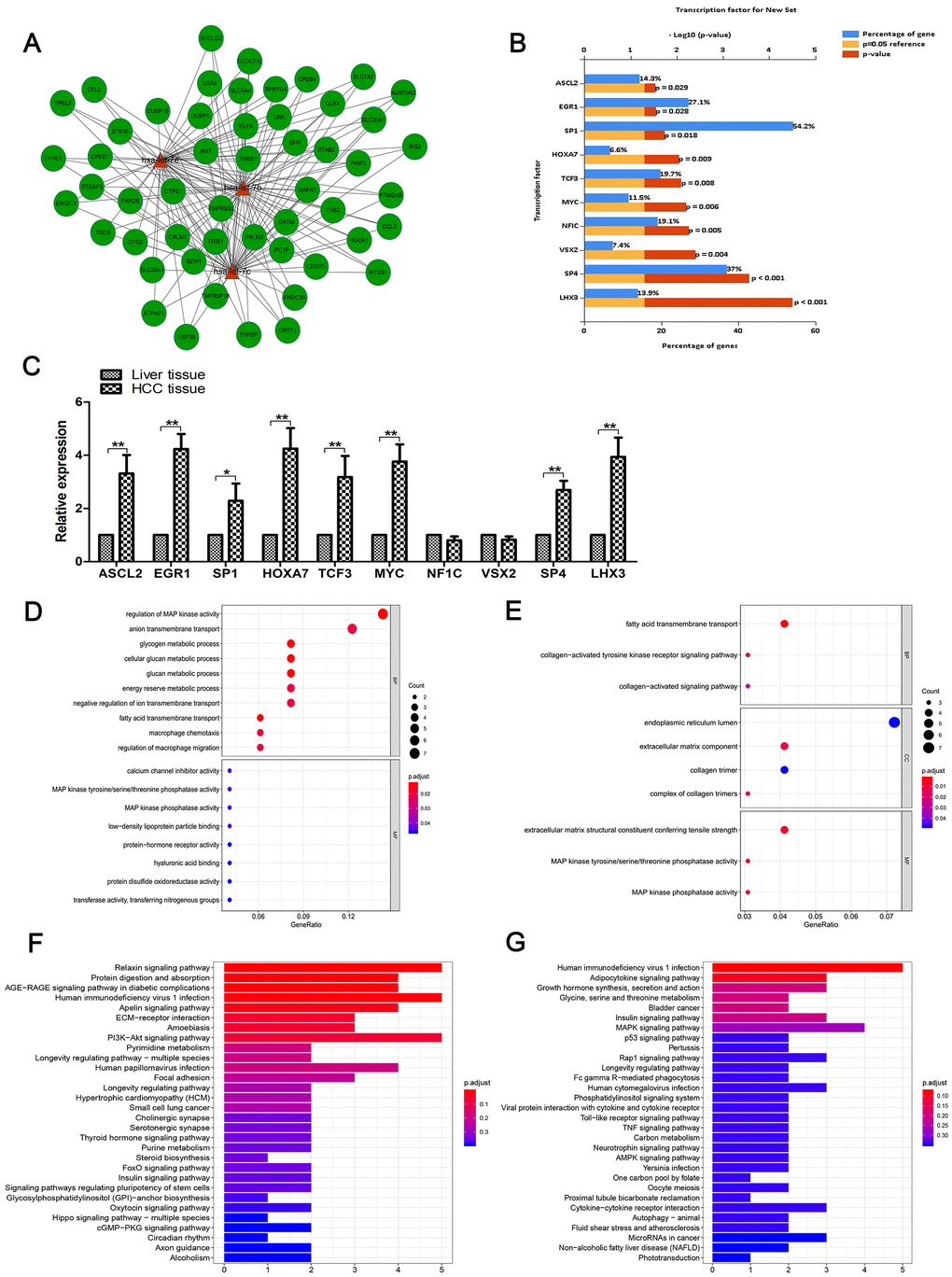 Functional enrichment analysis. (A) The network of cross-linked genes of let-7b, let-7c and let-7e was constructed of these three miRNAs and 52 genes. (B) Top 10 relevant enriched TFs of let-7b, let-7c and let-7e were analyzed, including ASCL2, EGR1, SP1, HOXA7, TCF3, MYC, NF1C, VSX2, SP4 and LHX3. (C) Expression of the aforementioned 10 TFs in HCC tissues and matched normal tissues as shown by RT-qPCR. (D) GO analysis of genes negatively correlated with the three miRNAs. (E) GO analysis of genes positively correlated with these miRNAs. (F) KEGG pathway enrichment analysis was conducted to identify the potential pathways of genes positively correlated with the miRNAs. (G) KEGG pathway enrichment analysis of genes negatively correlated with the miRNAs.