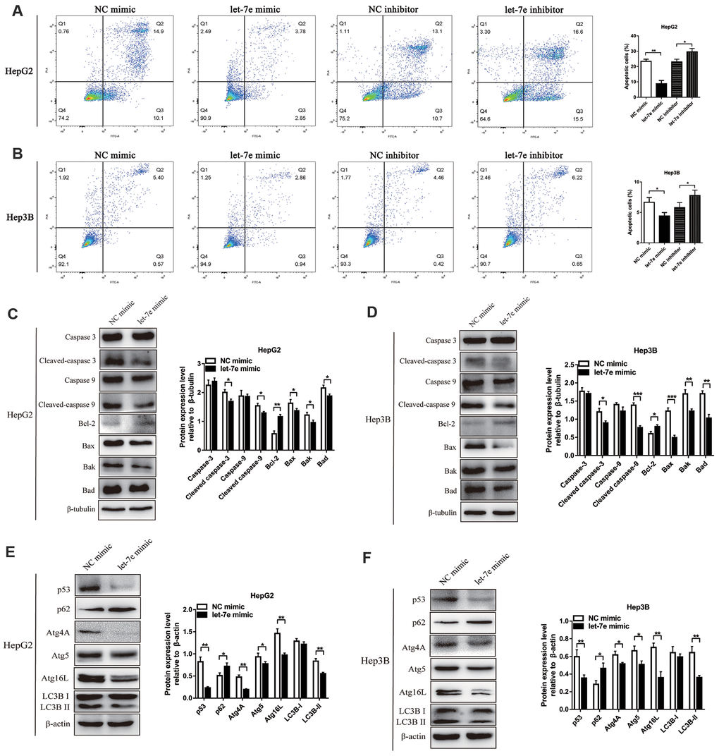 Effects of let-7e expression on apoptosis and autophagy in HCC cells. (A) Upregulated let-7e suppressed apoptosis of HepG2 cells, but downregulated let-7e initiated apoptosis in these cells. (B) Upregulated let-7e suppressed apoptosis of Hep3B cells, but downregulated let-7e initiated apoptosis in these cells. (C) WB analysis was used to detect the expression of several key cell apoptotic proteins in let-7e mimic–transfected HepG2 cells and NC mimic–transfected HepG2 cells. (D) Determination of the expression of several key cell apoptotic proteins in let-7e mimic–transfected Hep3B cells and NC mimic–transfected Hep3B cells. (E) Determination of the expression of key autophagy regulators in let-7e mimic–transfected HepG2 cells and NC mimic–transfected HepG2 cells. (F) Determination of the expression of key autophagy regulators in let-7e mimic–transfected Hep3B cells and NC mimic–transfected Hep3B cells (*PPP