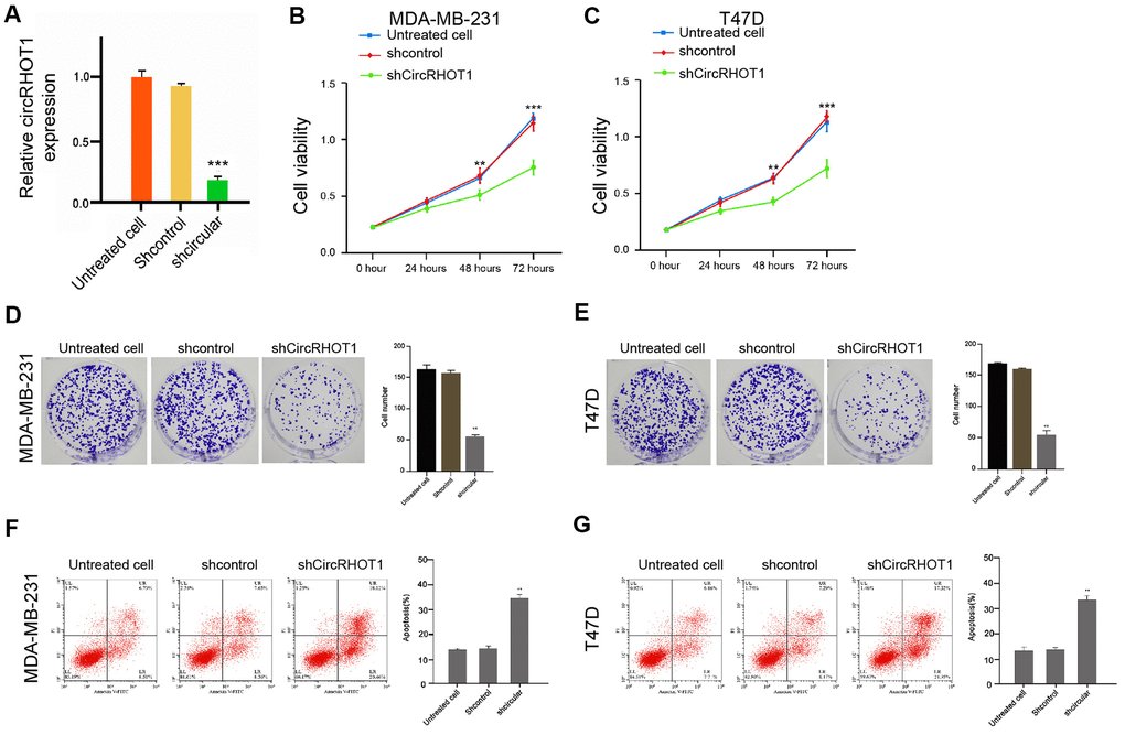 CircRHOT1 promotes proliferation and inhibits apoptosis of breast cancer cells. (A) The MDA-MB-231 cells were treated with control shRNA or circRHOT1 shRNA. The expression of circRHOT1 was measured by qPCR in the cells. (B–G) The MDA-MB-231 and T47D cells were treated with control shRNA or circRHOT1 shRNA. (B, C) The cell viability was measured by the MTT assays in the cells. (D, E) The cell proliferation was analyzed by the colony formation assays in the cells. (F, G) The cell apoptosis was assessed by flow cytometry analysis in the cells. Data are presented as mean ± SD. Statistic significant differences were indicated: ** P 