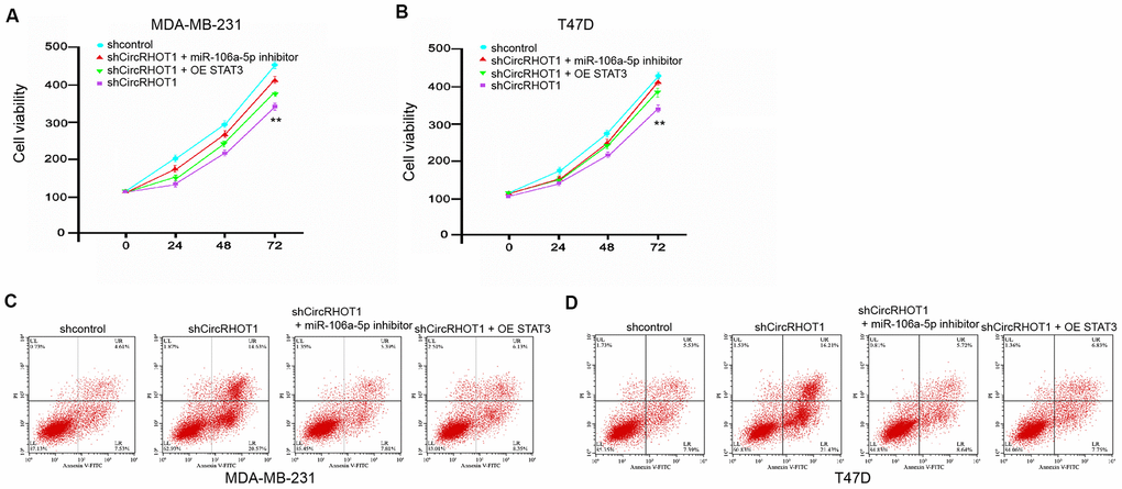 CircRHOT1 contributes to breast cancer progression by miR-106a-5p/STAT3 axis. (A–D) The MDA-MB-231 and T47D cells were treated control shRNA, circRHOT1 shRNA, or co-treated with circRHOT1 shRNA and miR-106a-5p inhibitor or pcDNA.1-STAT3. (A, B) The cell viability was measured by MTT assays in the cells. (C, D) The cell apoptosis was measure by flow cytometry analysis in the cells. Data are presented as mean ± SD. Statistic significant differences were indicated: ** P 