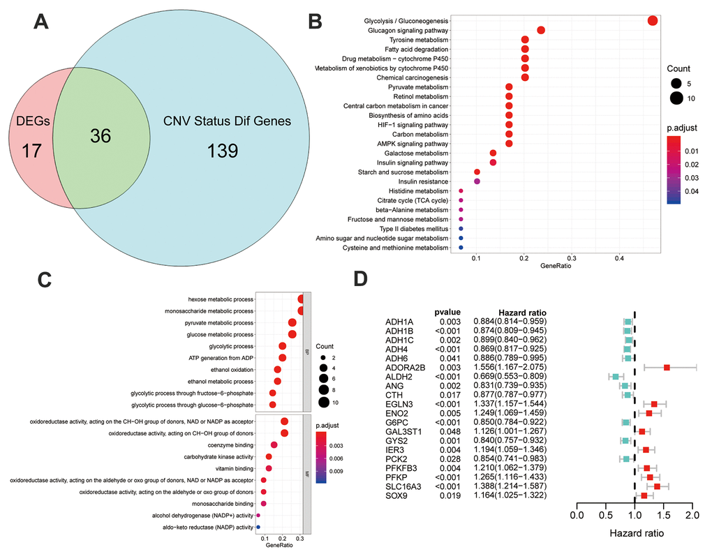 Identification and analysis of different status genes among glycolysis subgroups based on multi-omics data. (A) Venn diagram showed 36 overlapped genes in DEGs and genes with differently CNV status. (B) The results of gene ontology functions analysis of the 36 multi-omics based different status glycolysis genes. (C) KEGG pathways enrichment analysis of the 36 multi-omics based different status glycolysis genes. (D) 20 MOG-DEGs with a significant correlation with OS by univariable Cox analyses in the TCGA.