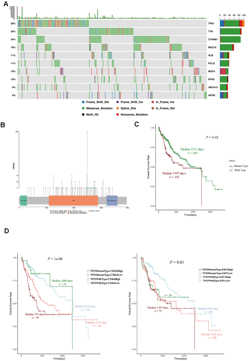 TP53 mutations were associated with a poor prognosis in HCC patients. (A) OncoPlot of the top ten mutated genes. The upper bar plot indicates the number of genetic mutations per patient, while the right bar plot displays the number of genetic mutations per gene. The mutation types were added as annotations on the bottom. Variants annotated as Multi
