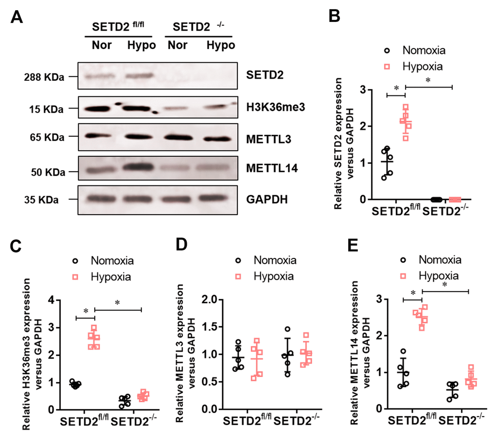 The expression of SETD2 mediates H3K36me3 and METTL14 are enhanced in hypoxia-induced PAH, whereas impaired by SMCs specific SETD2 deficient. (A) Represent images of Western blotting analysis. The statistical data showed that hypoxia markedly elevated the protein level of SETD2 (B), H3K36me3 (C) and METTL14 (E) in SMCs, but SMCs specific SETD2 deficient impaired the level of the protein level of H3K36me3 and METTL14. However, the protein level of METTL3 (D) was changed neither by hypoxia nor SMCs specific SETD2 deficient. All data were presented as Mean±SD (n=5). *P