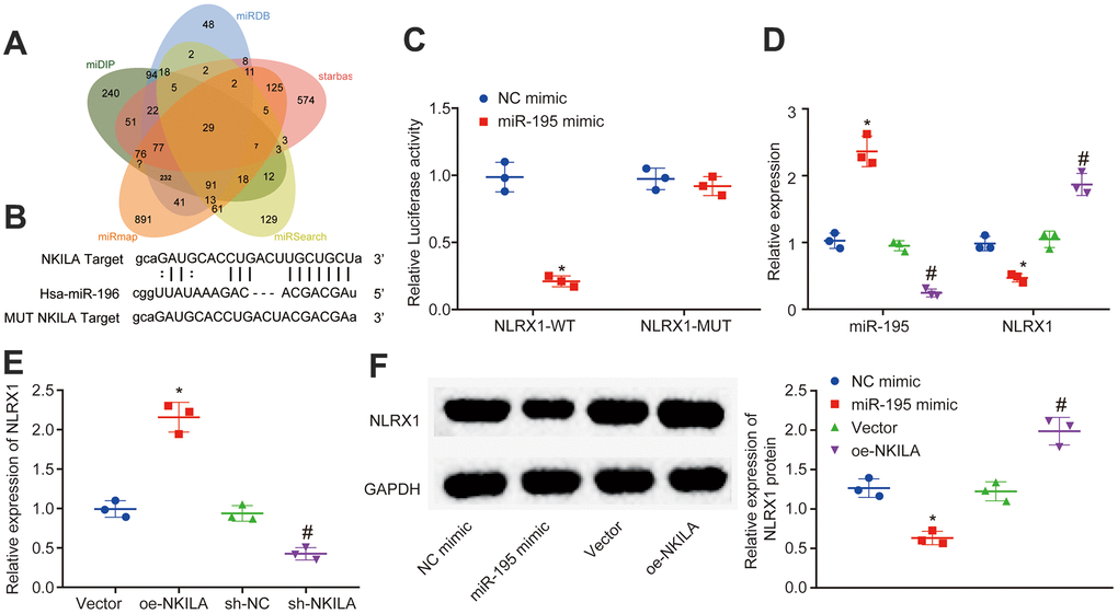 NKILA acts as ceRNA of miR-195 to upregulate NLRX1. (A) Venn analysis of target genes of miR-195 obtained from miDIP, miRDB and starbase. (B) putative binding sites between NLRX1 and miR-195 predicted in RNA22. (C) the binding relationship between NLRX1 and miR-195 verified by dual-luciferase reporter gene assay. * p D) NLRX1 and miR-195 expression in neurons after alteration of miR-195 detected by RT-qPCR. * p p E) NLRX1 mRNA expression in neurons after alteration of NKILA detected by RT-qPCR. * p p F) NLRX1 protein expression in neurons after overexpression of NKILA or miR-195 measured by Western blot analysis. * p p t test was used for comparison between two groups. The one-way ANOVA was used for comparison among multiple groups, followed by Tukey’s post-hoc test. The cell experiment was repeated three times.