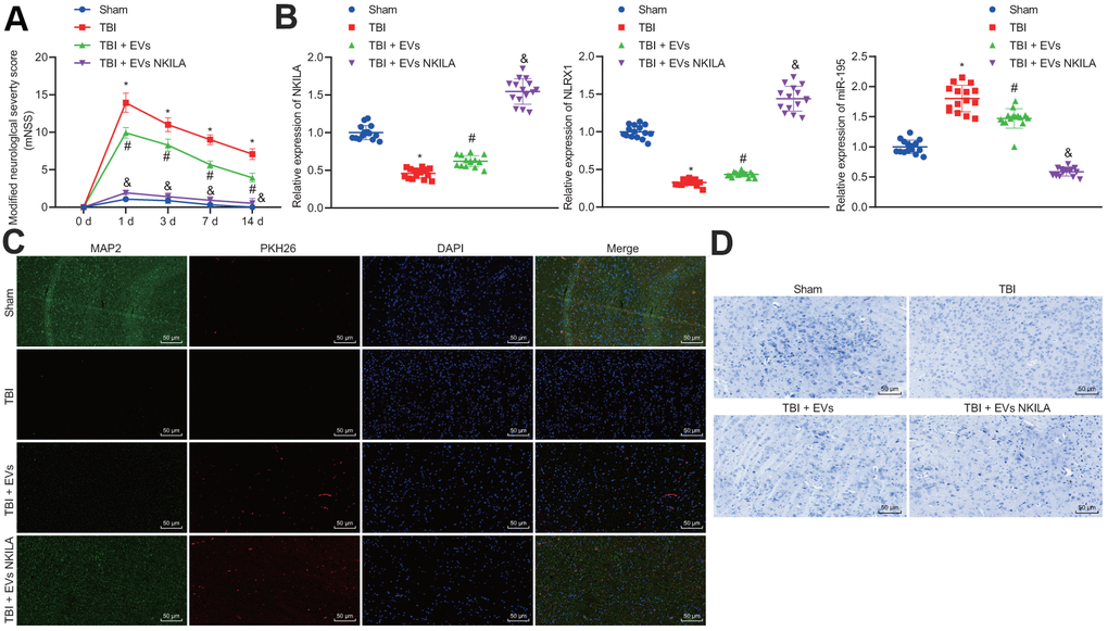 Astrocyte-derived EVs loaded with NKILA promote brain recovery in TBI mice in vivo. Mice were randomly classified into sham-operated mice, TBI mice, TBI mice treated with EVs or NKILA-enriched EVs (15 mice/group). (A) the mNSS determined before TBI and on the 1, 3, 7 and 14 days after TBI. (B) the levels of NKILA and NLRX1 in mouse left cerebral cortex tissue determined with RT-qPCR. (C) the expression of neuron marker MAP2 in PKH26-labeled EVs assayed with immunofluorescence assay (× 200). (D) The loss of neuron cells assessed using Nissl staining (× 200). * p p p 