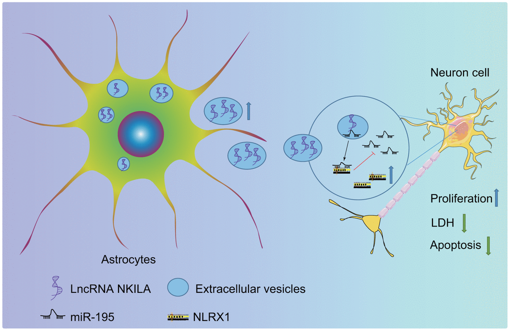 The molecular mechanism of astrocyte-secreted EVs enriched with NKILA in TBI. Astrocytes secrete EVs to stimulate NKILA expression in neurons, which upregulates NLRX1 by competitively binding to miR-195 and prevents neuronal injury following TBI.