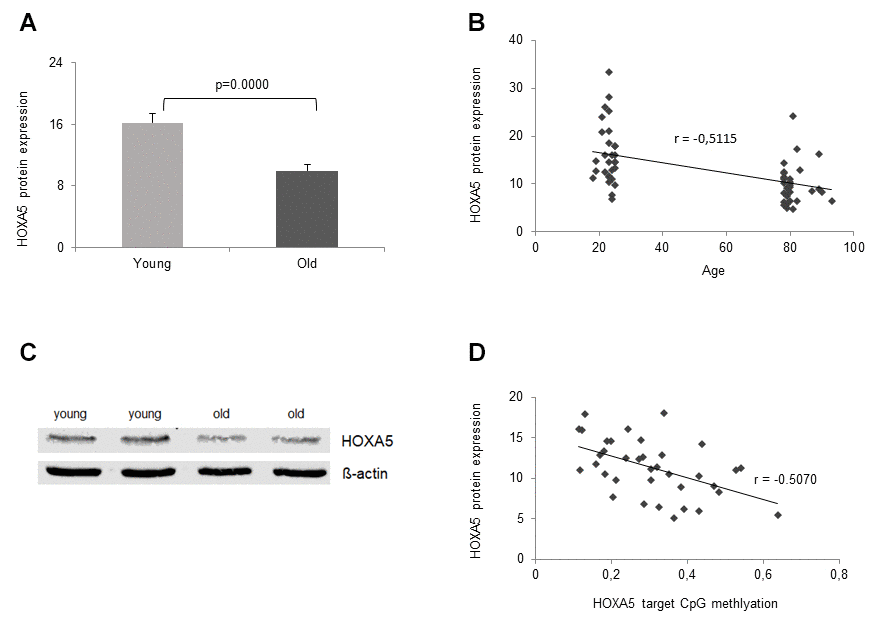 Age- dependent HOXA5 protein decline. HOXA5 protein levels are significantly down-regulated in monocytes from old blood donors. (A) HOXA5 protein quantities were determined by ELISA in total cell lysates of monocytes isolated from young and old blood donors expressed as ng per mg total protein. Error bars denote SEM (n = 30, average age: 23.0 yrs and 81.1 yrs, respectively). (B) Delineates a linear correlation between HOXA5 protein expression and the participants age showing decreasing protein levels with increasing age as reflected in the respective correlation coefficient (r = -0.5357). (C) Twenty-five micrograms of total cell lysates from monocytes isolated from young and old blood donors were subjected to immuno-protein gel blotting with rabbit monoclonal anti-human HOXA5 antibody ab140636 (1:500), recognizing the HOXA5 protein at 42 kDa (predicted molecular weight 29 kDa). ß-actin served as loading control. (D) delineates a linear correlation between HOXA5 expression (ng per mg total protein) and HOXA5 methylation in the target CpG site of the promoter region showing decreasing protein levels with increasing methylation as reflected in the respective correlation coefficient (r = -0.5070).