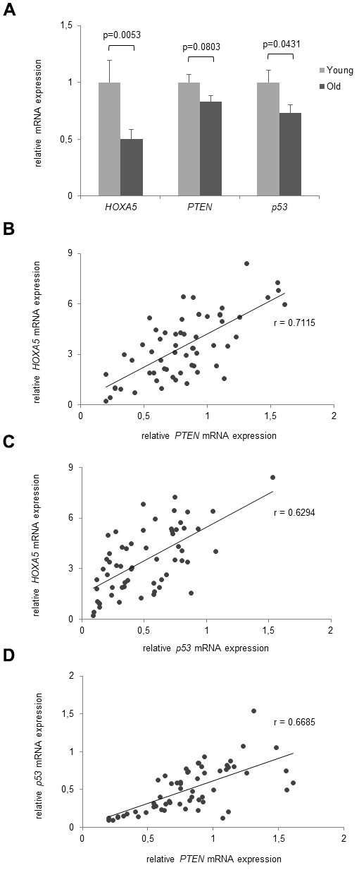 Age- dependent correlation of HOXA5, PTEN and p53 mRNA expression. (A) mRNA expression levels of HOXA5, PTEN and p53 are downregulated in the old subjects compared to the young cohort. (B) Moderate to strong linear correlations were observed between HOXA5 and PTEN mRNA expression (r = 0.7115) (C) between HOXA5 and p53 mRNA expression (r = 0.6294), and (D) between p53 with PTEN mRNA expression (r = 0.6685). Detection of mRNA expression was performed by qRT-PCR on total cellular RNA prepared from monocytes. Error bars denote SEM (n = 30, average age: 23.0 yrs and 81.1 yrs, respectively).