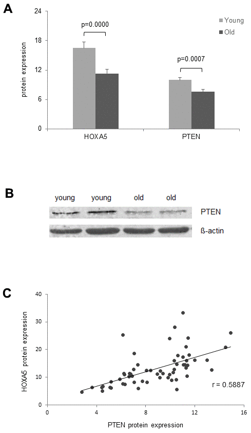 Age- dependent correlation of HOXA5 and PTEN protein expression. (A) HOXA5 and PTEN protein quantities are significantly down-regulated in the old cohort as determined by ELISA in total cell lysates of monocytes isolated from young and old blood donors expressed as ng per mg total protein. Error bars denote SEM (n = 30, average age: 23.0 yrs and 81.1 yrs, respectively). (B) Fifteen micrograms of total cell lysates from monocytes isolated from young and old blood donors were subjected to immuno-protein gel blotting with primary rabbit monoclonal anti-human PTEN antibody (1:10000), recognizing the 47 kDA PTEN protein. ß-actin served as loading control. (C) Delineates a moderate linear correlation between HOXA5 and PTEN protein expression as reflected in the respective correlation coefficient (r = 0.5887).