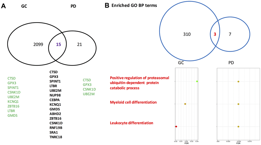 Venn-diagrams for differentially expressed genes identified by gastric cancer cohort and Parkinson’s disease cohort. (A) On the gene level. (B) On the level of enriched Gene Ontology annotation. PD, Parkinson’s disease; GC, gastric cancer; GO, gene ontology; BP, biological process. The gene symbols indicated by the GeneCards database to directly associate with gastric cancer and Parkinson’s disease are highlighted in green. Of note, on the gene level the overlapped rate of gastric cancer and Parkinson’s disease is significant according to a Fisher’s exact test (p=0.033).