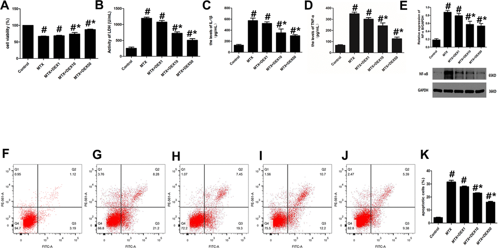 DEX alleviated cytotoxicity and hippocampal neuronal inflammatory injury induced by MTX. (A) The cell viability of HT22 cells in different groups were measured by CCK-8 assay. (B) The activity of LDH in the culture media were measured using LDH assay kit. (C) The levels of IL-1β and (D) TNF-α in the culture media were measured using ELISA. (E) The relative expression of NF-κB in HT22 cells were measured by western-blot. (F) The representative results of apoptotic cells in control, MTX (G), MTX+1ng/mL DEX (H), MTX+10ng/mL DEX (I), and MTX+50 ng/mL DEX (J) group were tested by flow cytometry. (K) Flow cytometry analysis of HT22 cells in different groups. n=3; #p