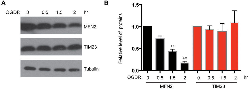 Expression of mitochondrial outer membrane protein MFN2 and mitochondrial inner membrane protein TIM23 in the early stage of reperfusion after 4 h OGD. (A) Western blot was performed to examine the protein level of MFN2 and TIM23 in the early stage of reperfusion following 4 h OGD in SK-N-BE(2) cells. Tubulin was as a loading control. (B) Quantitation (Mean ± SEM) of A from three independent experiments. The expression of MFN2 was reduced in a time-dependent manner during early reperfusion after OGD, whereas the expression of TIM23 was unchanged.
