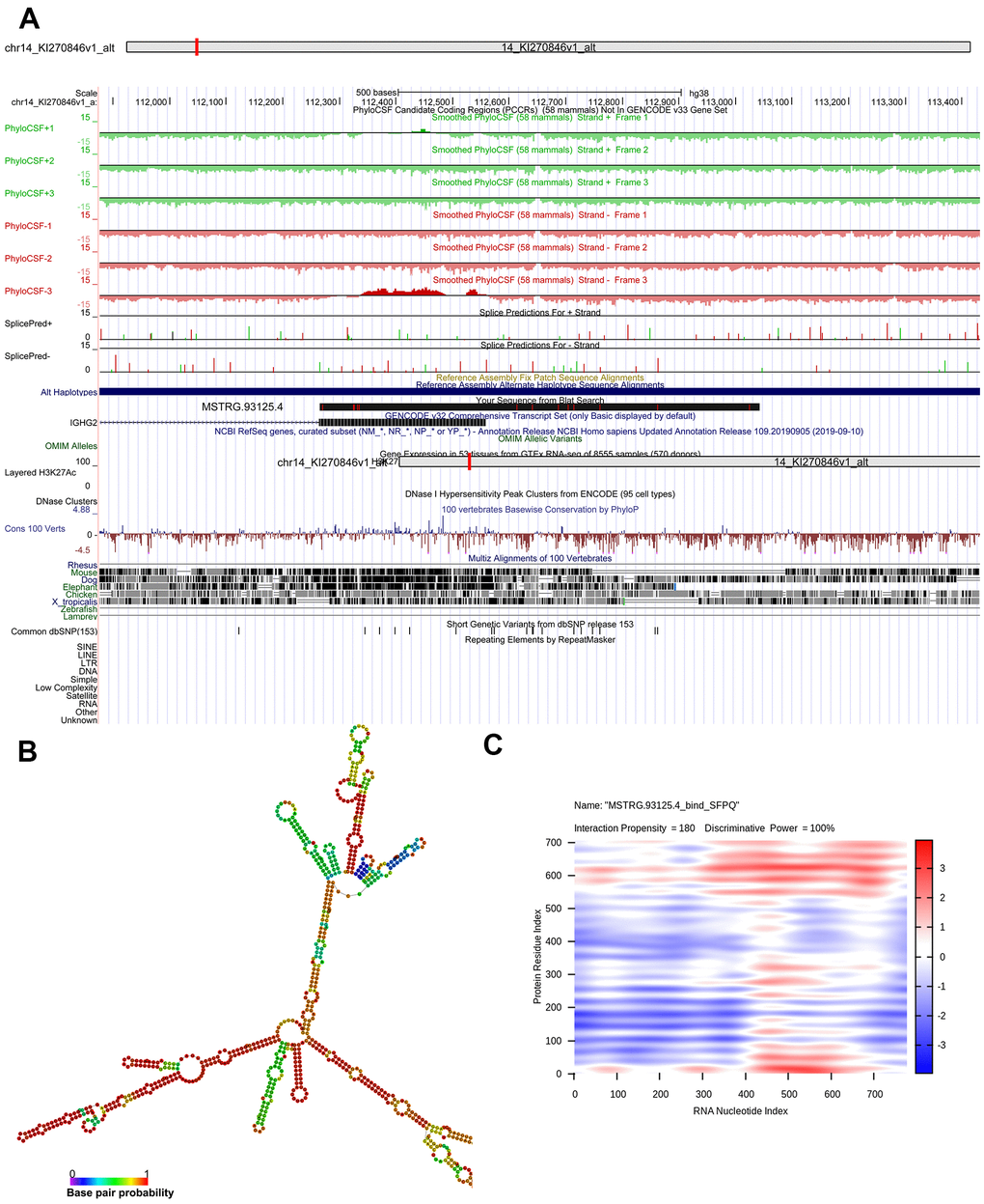Bioinformatics analysis of MSTRG.93125.4. (A) chromosome location of MSTRG.93125.4; (B) optimal secondary structure for MSTRG.93125.4; (C) interaction between MSTRG.93125.4 and SFPQ.