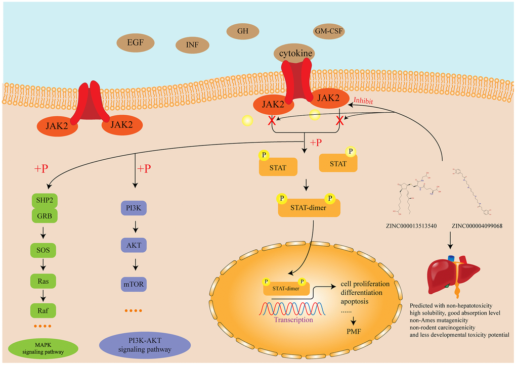 Diagram of the JAK-STAT signaling pathway and other related signaling pathway as well as the mechanism of the function of inhibitors identified in this study.