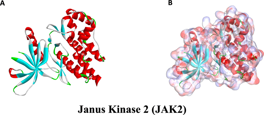 The molecular structural of Janus Kinase 2 (JAK2). (A), Initial molecular structure. (B), Surface of binding region added. Blue represented positive charge and red represented negative charge.