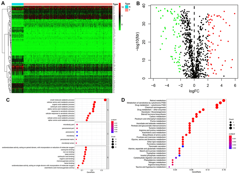 Identification of differentially expressed metabolism-related genes (MRGs) and functional enrichment analysis. (A) Heatmap of the 123 differently expressed MRGs between kidney cancer and normal tissues. (B) Volcano plot of the 123 differently expressed MRGs. Red and green dots indicate significantly upregulated and downregulated genes, respectively; black dots indicate similarly expressed genes. (C) GO analysis showing the enrichment of the differently expressed MRGs in biological process (BP), cellular component (CC), and molecular function (MF) terms. (D) KEGG pathway analysis for the differentially expressed MRGs.