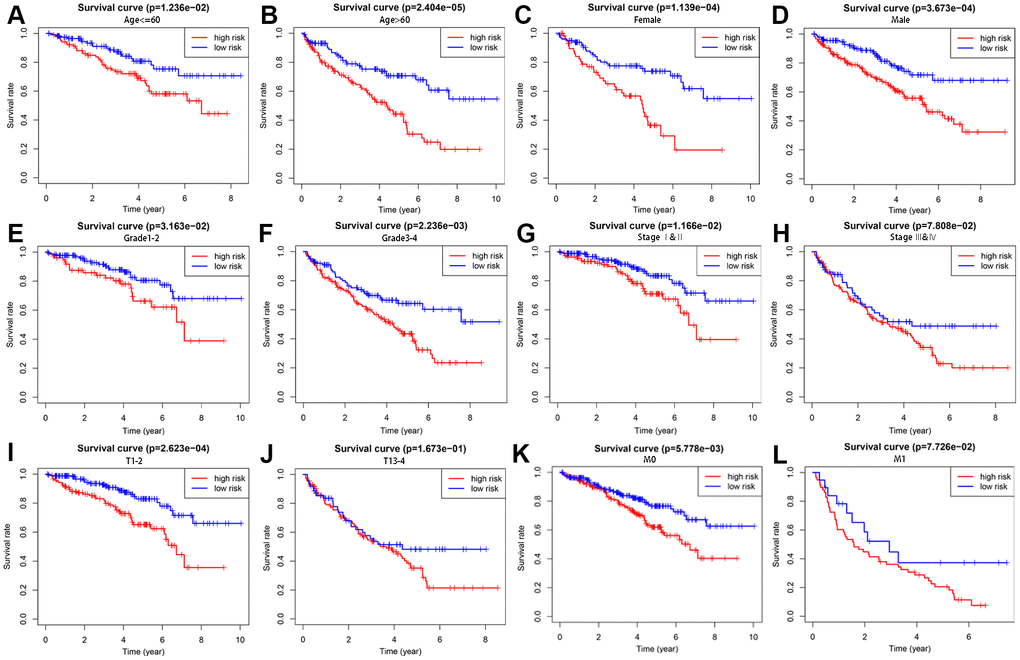 Survival analysis of high- and low-risk groups stratified by clinical parameters. Differences in OS between high- and low-risk groups stratified by age (A, B), gender (C, D), grade (E, F), AJCC stage (G, H), T stage (I, J), and N stage (K, L).