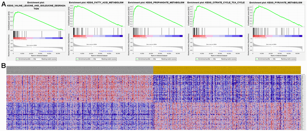 Significant ALDH6A1-related genes and corresponding hallmark pathways in KIRC patients identified via GSEA. (A) Enrichment plots for the most significant pathways involving ALDH6A1-related genes. (B) Heatmap showing transcriptional expression profiles of the top 50 genes for each phenotype.