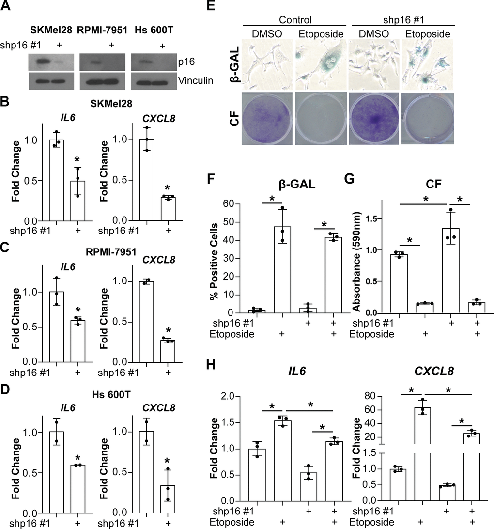 Knockdown of p16 in melanoma cells decreases IL6 and CXCL8 expression. The melanoma cell lines SKMel28, RPMI-7951, and Hs 600T expressing wildtype p16 were infected with lentivirus expressing a shRNA targeting p16 (shp16 hairpin #1). An shRNA targeting GFP lentiviral vector was used as control. (A) Immunoblot of p16. Vinculin was used as loading control. (B–D) mRNA expression of IL6 and CXCL8 (fold change relative to control mean) in SKMel28 (B), RPMI-7951 (C), and Hs 600T (D) melanoma cells. Expression of target genes was normalized against multiple reference genes. Data normalized against MRPL9 are shown. n=3/group and mean±SD. 1 out of 3 experiments is shown. (E–H) p16 was stably knocked down in SKMel28 melanoma cells with a shRNA (shp16 hairpin #1). An shRNA targeting GFP lentiviral vector was used as control. Cells were treated with 1μM etoposide for 6 days. (E) Representative images of senescence-associated β-galactosidase (β-GAL) staining and colony formation (CF). (F) Quantification of β-GAL in (E). (G) Quantification of CF in (E). (H) IL6 and CXCL8 mRNA expression (fold change relative to control mean). Expression of target genes was normalized against multiple reference genes. Data normalized against PMSC4 are shown. n=3/group and mean±SD. 1 out of 2 experiments is shown. *p