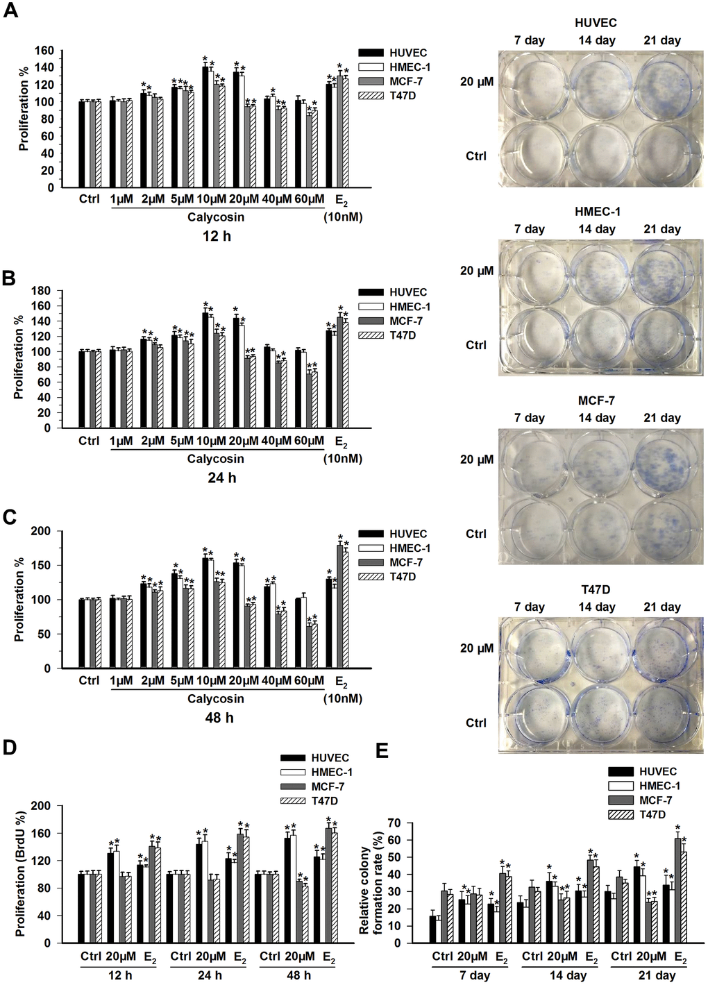 Effects of calycosin on the proliferation of ECs and BCCs. (A–C) HUVECs, HMEC-1 cells, MCF-7 cells and T47D cells were treated with calycosin (1-60 μM) or E2 (10 nM) for 12, 24, or 48 h. Cell proliferation was determined using a CCK-8 assay. (D) HUVECs, HMEC-1 cells, MCF-7 cells and T47D cells were treated with calycosin (20 μM) or E2 (10 nM) for 12, 24, or 48 h. Cell proliferation was determined using the BrdU assay. (E) For the colony formation assays, after treatment with calycosin (20 μM) or E2 (10 nM) for 7, 14, and 21 days, the numbers of cell colonies were counted. The results are from three independent experiments performed in triplicate. *p 