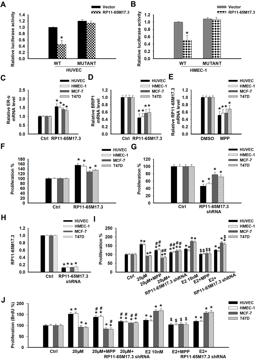 The association among RP11-65M17.3, BRIP1 and ERα in ECs and BCCs and the involvement of RP11-65M17.3 and ERα in calycosin mediated regulation of cell proliferation. (A, B) A luciferase reporter assay was performed to determine whether BRIP1 is the downstream target of RP11-65M17.3 in HUVECs and HMEC-1 cells. *p C–E) The existence of a positive feedback loop between RP11-65M17.3 and ERα was demonstrated in HUVECs, HMEC-1 cells, MCF-7 cells and T47D cells. The cells were treated with the plasmid construct pCDNA3.1-RP11-65M17.3 or the ERα antagonist MPP. The mRNA expression levels of ERα, BRIP1, and RP11-65M17.3 were determined by qRT-PCR, and β-actin was used as the internal control. (F, G) The overexpression of RP11-65M17.3 stimulated cell proliferation, while the knockdown of RP11-65M17.3 inhibited proliferation, as detected by CCK8 assay. *p H) Pretreatment with pCDNA3.1-RP11-65M17.3 shRNA downregulated the expression of RP11-65M17.3 in HUVECs, HMEC-1 cells, MCF-7 cells and T47D cells. *p I, J) The four cell lines were then treated for 48 h with 20 μM calycosin, 20 μM calycosin plus MPP, 20 μM calycosin plus RP11-65M17.3 shRNA, 10 nM E2, 10 nM E2 plus MPP, or 10 nM E2 plus RP11-65M17.3 shRNA. Cell proliferation was analyzed using the CCK-8 assay and BrdU assay. Representative data from three independent experiments are shown. *p #p $p 2 alone.