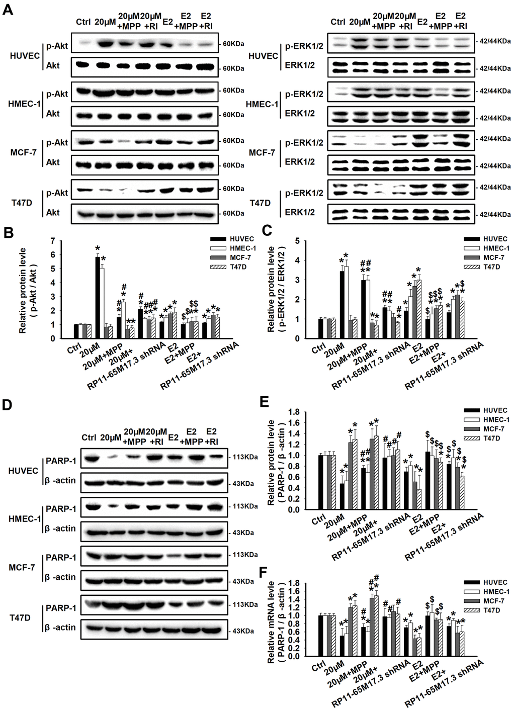 Regulation of RP11-65M17.3-ERα loop signaling by calycosin in ECs and BCCs. HUVECs, HMEC-1 cells, MCF-7 cells and T47D cells were pretreated with RP11-65M17.3 shRNA or MPP before incubation with 20 μM calycosin or 10 nM E2 alone. (A–C) The phosphorylation of Akt and ERK1/2 was detected by Western blotting. The corresponding total proteins were used as the internal controls in the same sample. (D–F) The protein and mRNA expression levels of PARP-1 were determined using Western blotting and qRT-PCR. The expression levels were normalized to those of β-actin. Representative data from three independent experiments are shown. *p #p $p 2 alone.