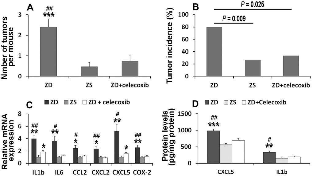 Celecoxib attenuated ZD-promoted colon tumorigenesis through suppressing pro-inflammatory mediators. (A) Effect of celecoxib on tumor number (n=15). (B) Effect of celecoxib on tumor incidence (n=15). (C) Effect of celecoxib on mRNA expression of IL1β, IL6, CCL2, CXCL2, and CXCL5 (n=6). (D) Effect of celecoxib on protein level of IL1β and CXCL5 (n=6). Data are showed as means ±SEM. *P P P #P ##P 