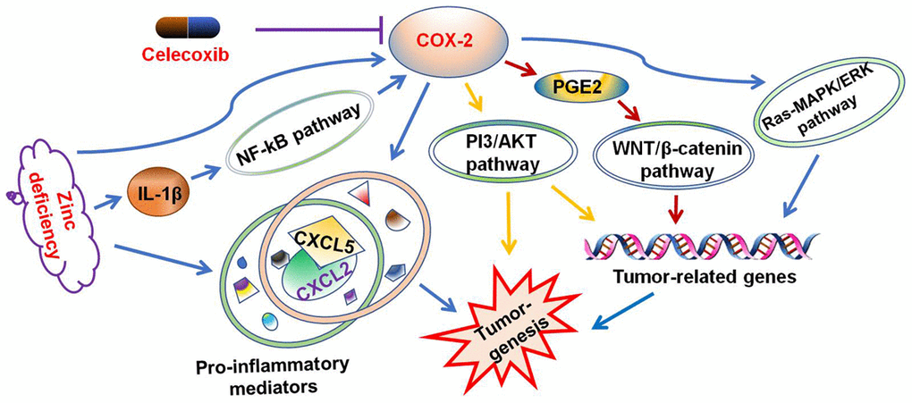 Celecoxib attenuated ZD-promoted tumorigenesis through suppressing inflammations. The potential signaling pathway was summarized.