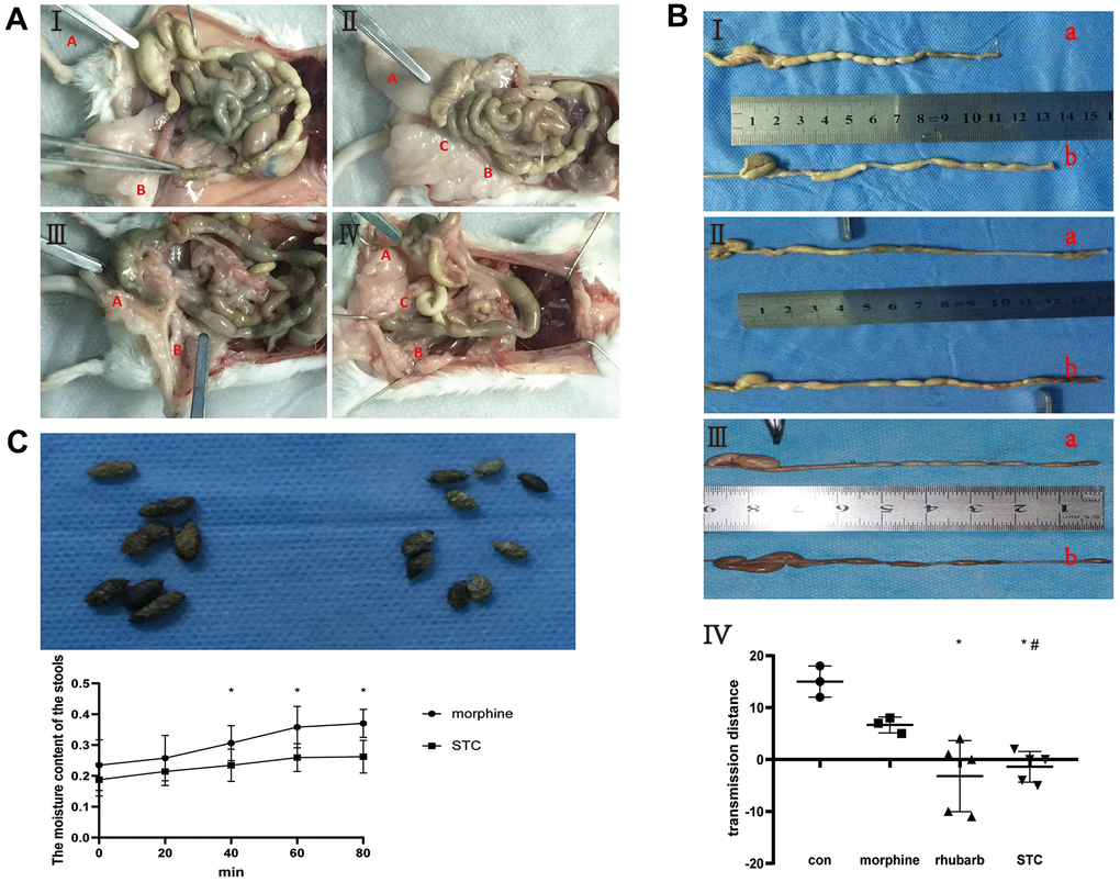 Construction of cathartic colon mice models. (A) anatomical appearance of four groups. I saline group, II: morphine group, III rhubarb group, IV morphine+rhubarb group; Red A vermiform appendix, Red B rectum, Red C anus. (B) measurement of stool-transit distance after barium enema examination. I saline group (a) vs morphine group (b), II saline group (a) vs rhubarb group (b), III morphine group (a) vs morphine+rhubarb group (b), IV measurement of stool-transit distance; the forceps show the positions of transit barium, *ppC) collection of stool samples. I appearance of stools in morphine group(L) and morphine+rhubarb group (R), II dynamic changes of the moisture content of stools in 65° C oven.