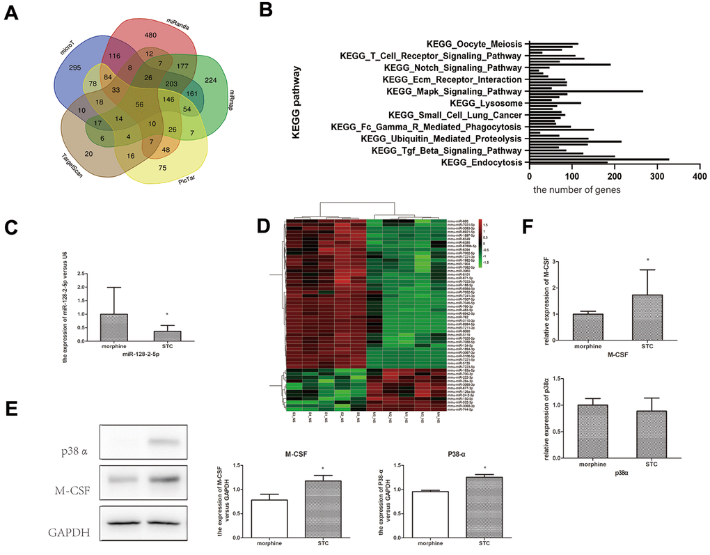 Confirmation miR-128 expression and prediction of downstream target genes in STC model. (A) The venn diagram showing the overlapping genes among databases. (B) KEGG pathway enrichment of miR-128 interactive genes. (C) the mRNA expression miR-128-2-5p in cathartic colon mice models. (D) heat map show the up-regulated and down-regulated miRNAs in cathartic colon mice models. (E) the mRNA expression p38α, M-CSF in cathartic colon mice models. (F) the protein expression of p38α, M-CSF in cathartic colon mice models. *P0.05.