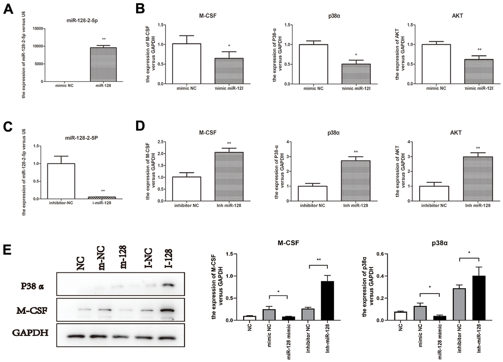 miR-128 interference in CT26.WT cells affect expression of miR-128 toward p38α/MAPK and the downstream genes AKT and M-CSF. (A, B) miR-128-2-5p, M-CSF, p38α and AKT mRNA expression levels in cells trans-infected with micrON mmu-miR-128-2-5p mimic/micrON mimic NC; (C, D) miR-128-2-5p, M-CSF, p38α and AKT mRNA expression levels in cells trans-infected with mmu-miR-128-2-5p inhibitor/ micrOFF inhibitor NC. (E) protein expression levels of M-CSF, p38α in CT26.WT cells trans-infected with micrON mmu-miR-128-2-5p mimic/micrON mimic NC/ micrOFF mmu-miR-128-2-5p inhibitor/ micrOFF inhibitor NC. *P0.05, **P0.01.