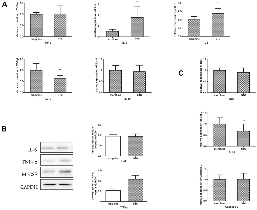 Measurement of the inflammatory cytokines, anti-inflammatory cytokines and apoptosis-related markers. (A) mRNA expression of IL-6, IL-8, TNF-α, IL-10 and TGF-β in STC model. (B) The protein expression levels of IL-6 and TNF-α. (C) mRNA expression of Bax, Bcl-2 and Caspase-3 in STC model. *P0.05, **P0.01.